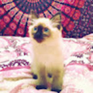 Meet your Posher, Laura